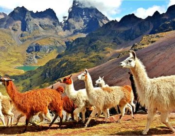 Lares Trek Short Inca Trail